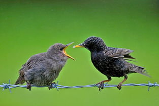 feed过去式是什么