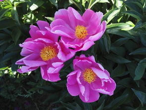 争奇斗艳造句二年级，争奇斗艳造句三年级短句