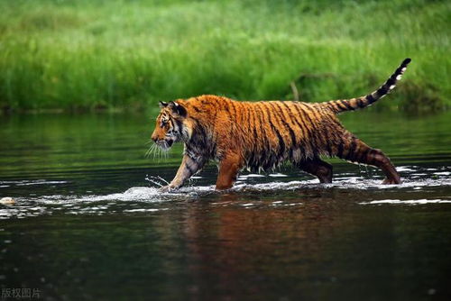 犍牛怎么读，犍牛图片