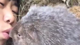 鼠须 紫圭 狼毫 小楷有什么区别?