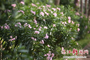 红艳艳的什么，红艳艳的花朵类似的词语