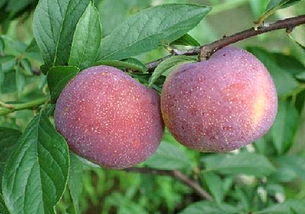 檇李之战，檇李往哲列传