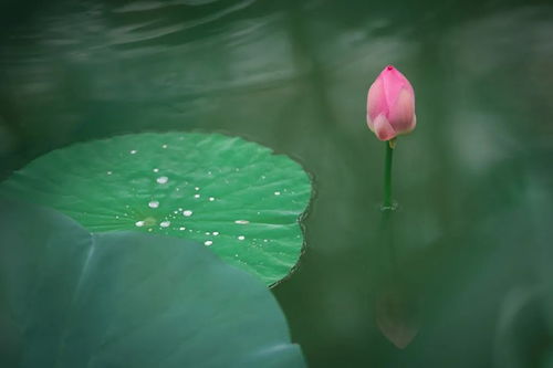 孑孑怎么念，孑孑孓孓