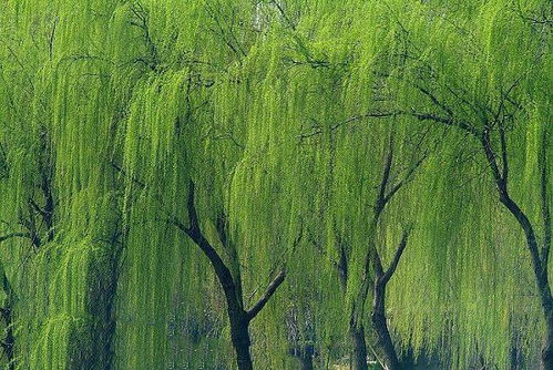 什么的杨柳填词语