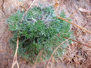 白蒿是什么植物(白蒿是什么)