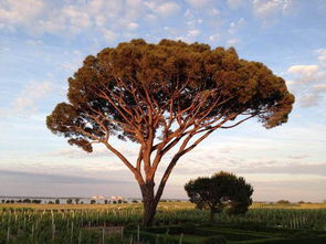 摇曳的拼音怎么读音写的呀，摇曳多姿的拼音