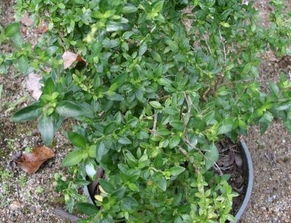 相思草花，相思草花图片大全