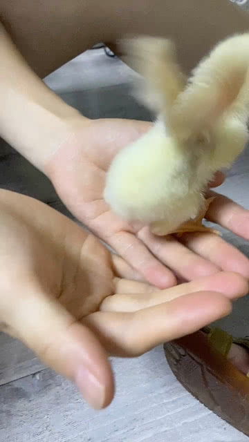 chicken是可数还是不可数，chicken是什么意思