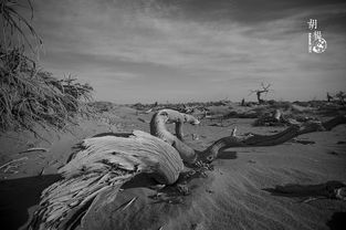 不老的传说 歌词