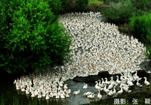 《秋来》原文|赏析