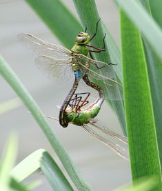 mating ritual，马廷强