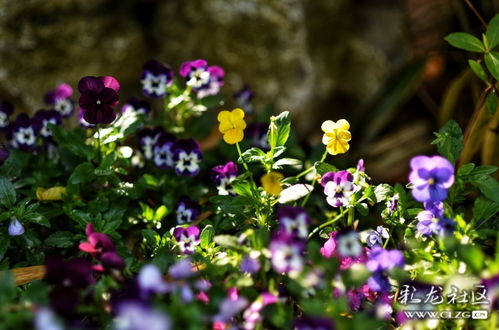 春深这个词最早出现在什么时候?