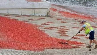 泛滥成灾的拼音，泛滥成灾的滥是什么意思