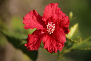 词语造句:用红艳艳造句