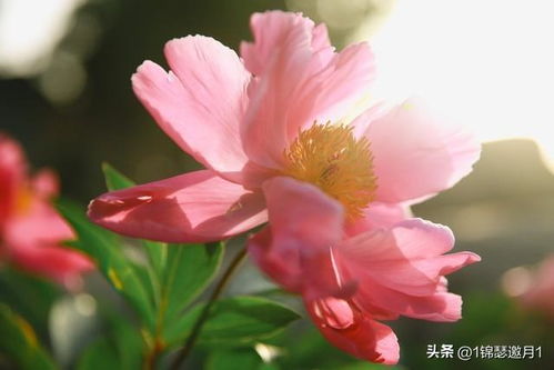 芬芳馥郁的意思