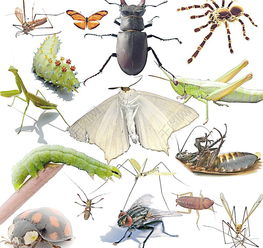 螟蛉之子?，螟蛉之子的典故