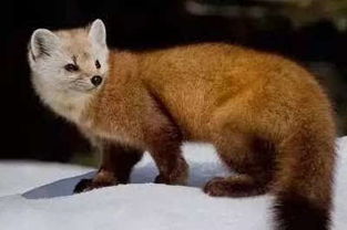 貂是什么动物 貂是属于什么动物