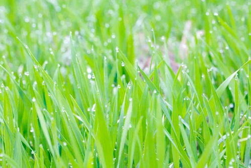 春雨蒙蒙的下有几个乐段