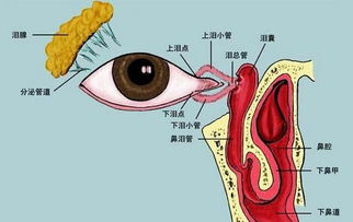 人工泪液眼药水是什么