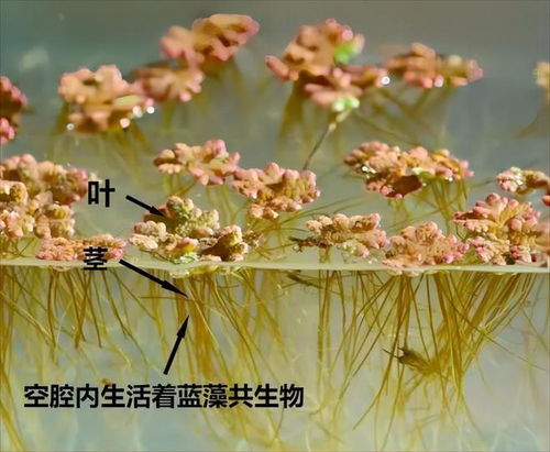 满江红是什么植物类别，满江红是什么植物蚂蚁