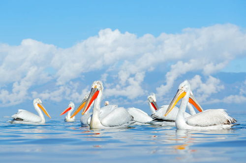 为了猜准天上有,地上没有的动物。猜一生肖