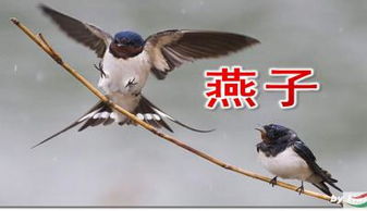 三年级燕子的作者是谁，三年级燕子作文