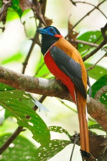 咬鹃图片大全，咬鹃是不是保护动物