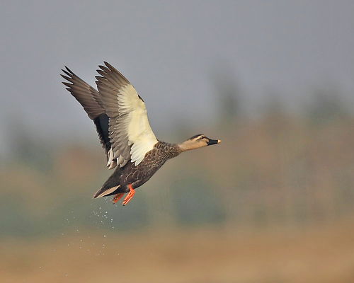 灰鸭子图片，灰鸭绒的羽绒服好不好