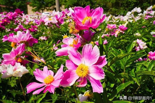 芬芳馥郁下一句怎么对，芬芳馥郁形容什么意思啊