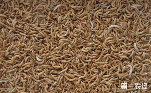 黑粉虫的功效与作用，黑粉虫怎样消除