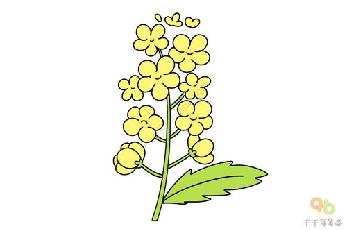 油菜花怎么画简笔画
