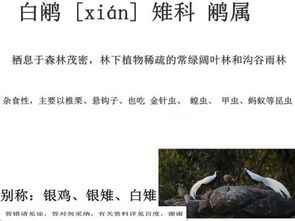 一个闲一个鸟念什么拼音，左边一个闲字右边一个鸟字读什么