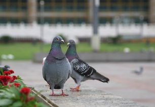 鸽子会咕咕叫多久配对，鸽子鉴别公母绝招