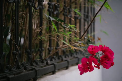 十里飘香前面一句是什么，十里飘香餐饮