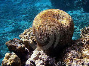 珊瑚是不是生物