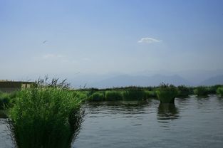 文言文游沙湖翻译，游沙湖翻译及注释