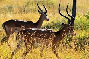 黑斑羚羊，黑斑羚怎么读