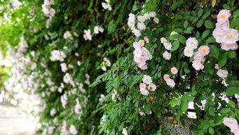 春末夏初打一字成语，春末夏初打一个字是什么字