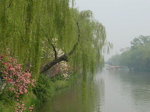 什么的杨柳四字词语填空，什么的杨柳填合适的词