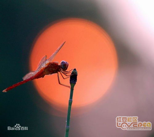 蜻可以组什么词语?