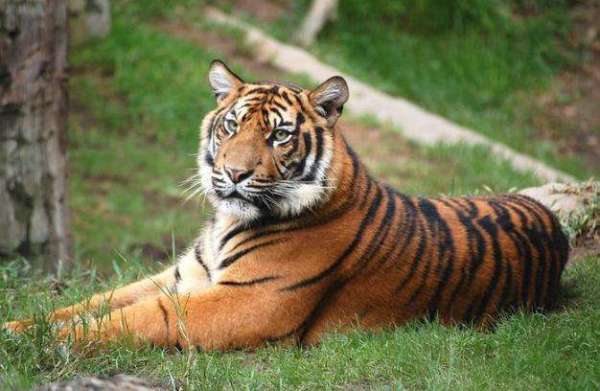 海底动物名称大全500，动物名称大全500个