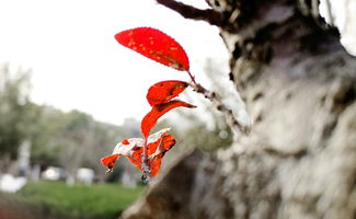 萧萧西风小懒虫，萧萧西风的意思?