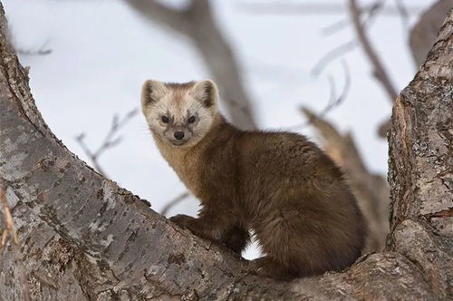 貂属于保护动物吗，貂属于鼠类吗