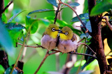 金绣眼鸟的生活习性