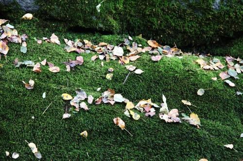 关于秋的四字词语