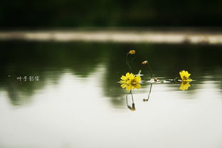 倒映拼音怎么拼写读音，倒映拼音是什么样的