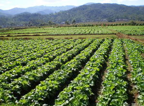 大田作物生产人员是什么意思，大田作物生产人员