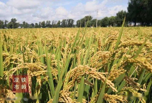 什么是大田作物?