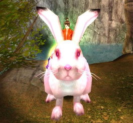 粉兔兔wm，粉兔英语怎么写