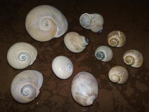 玉螺茶叶是什么茶，玉螺煮多久就可以了